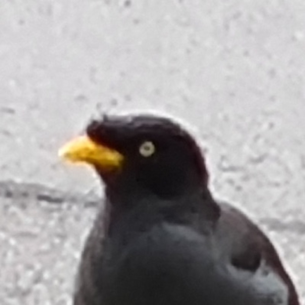 Meet your Posher, Jason